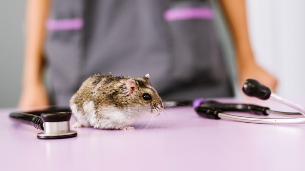Take your ill hamster to vet.