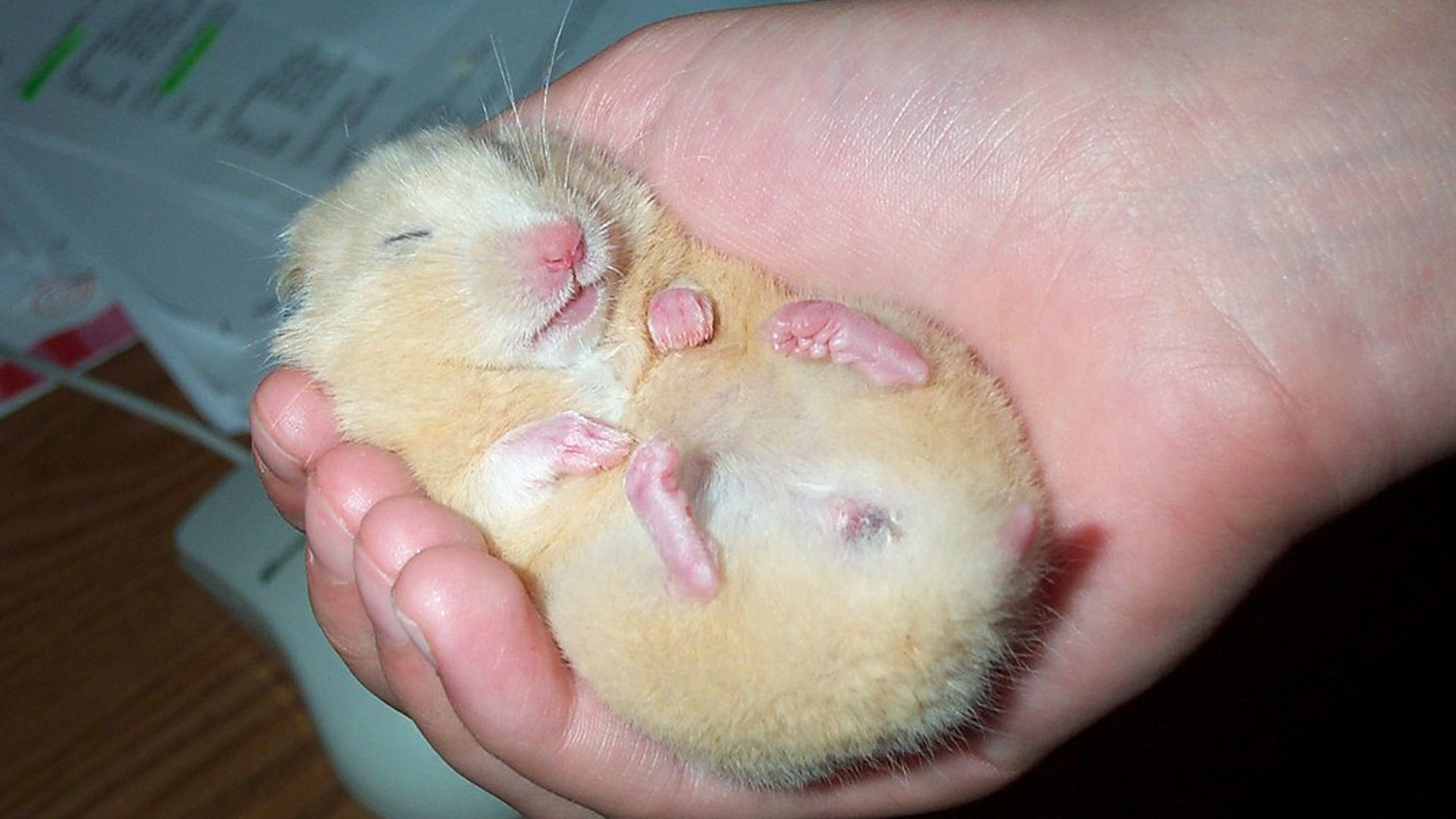 Are Hamsters Nocturnal?