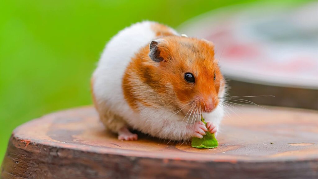 Syrian Hamster.
