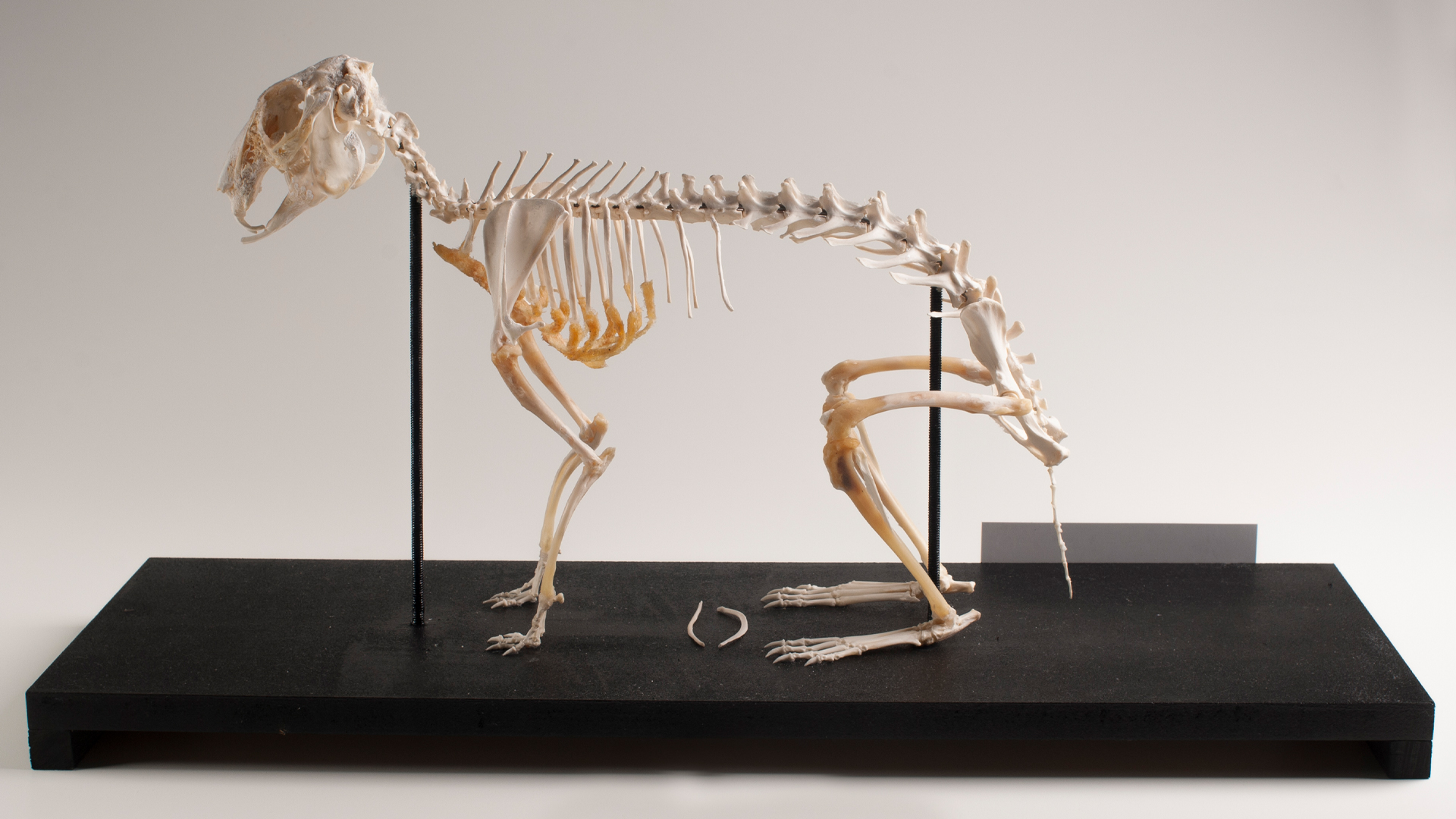 How Many Bones Does a Rabbit Have?