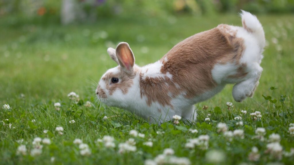 Young Rabbit is active and energized. 