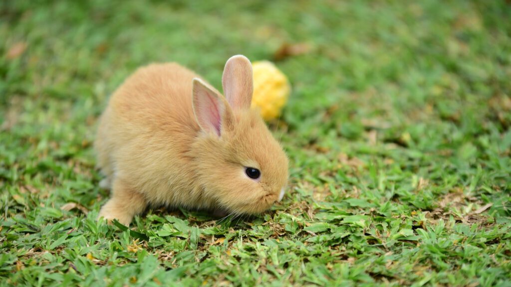 Baby rabbit of 2 months.