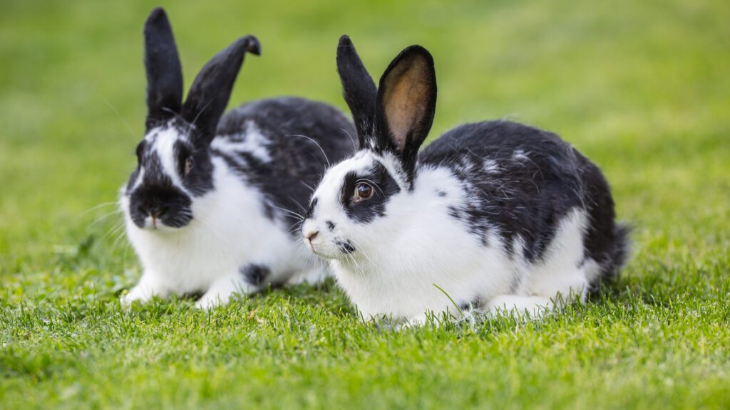 Young rabbits.