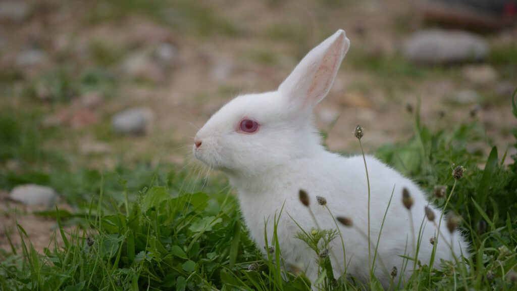 How Rare Are Albino Rabbits? | Bunny Breed Guide - The Compact Critters