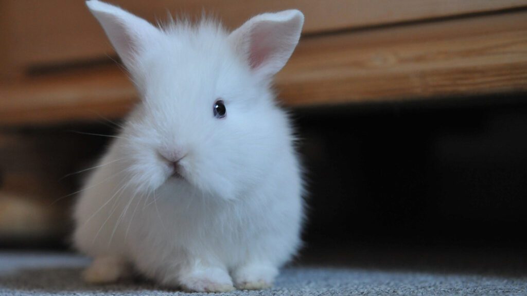 lionhead white breed Rabbit.