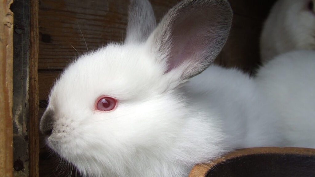 Albion rabbits have red eye.