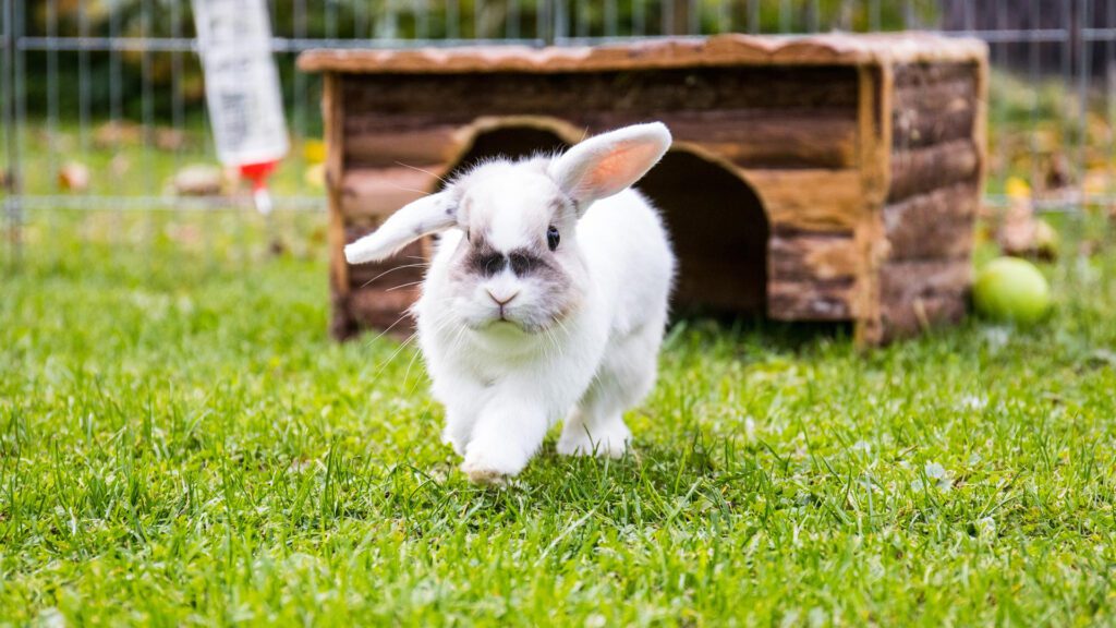 Can Rabbits Eat Asparagus?