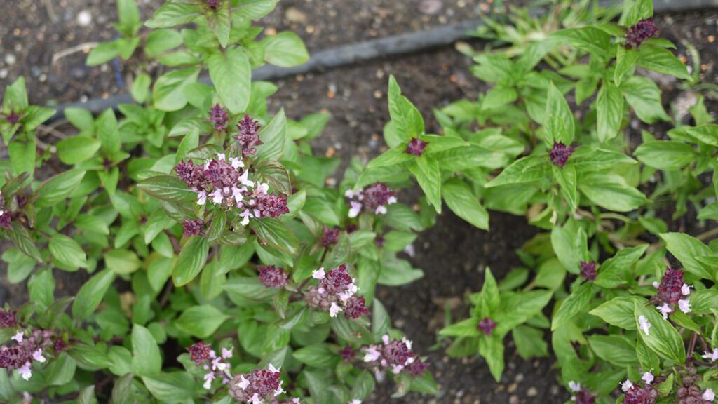 You can give your rabbits Cinnamon basil herb.