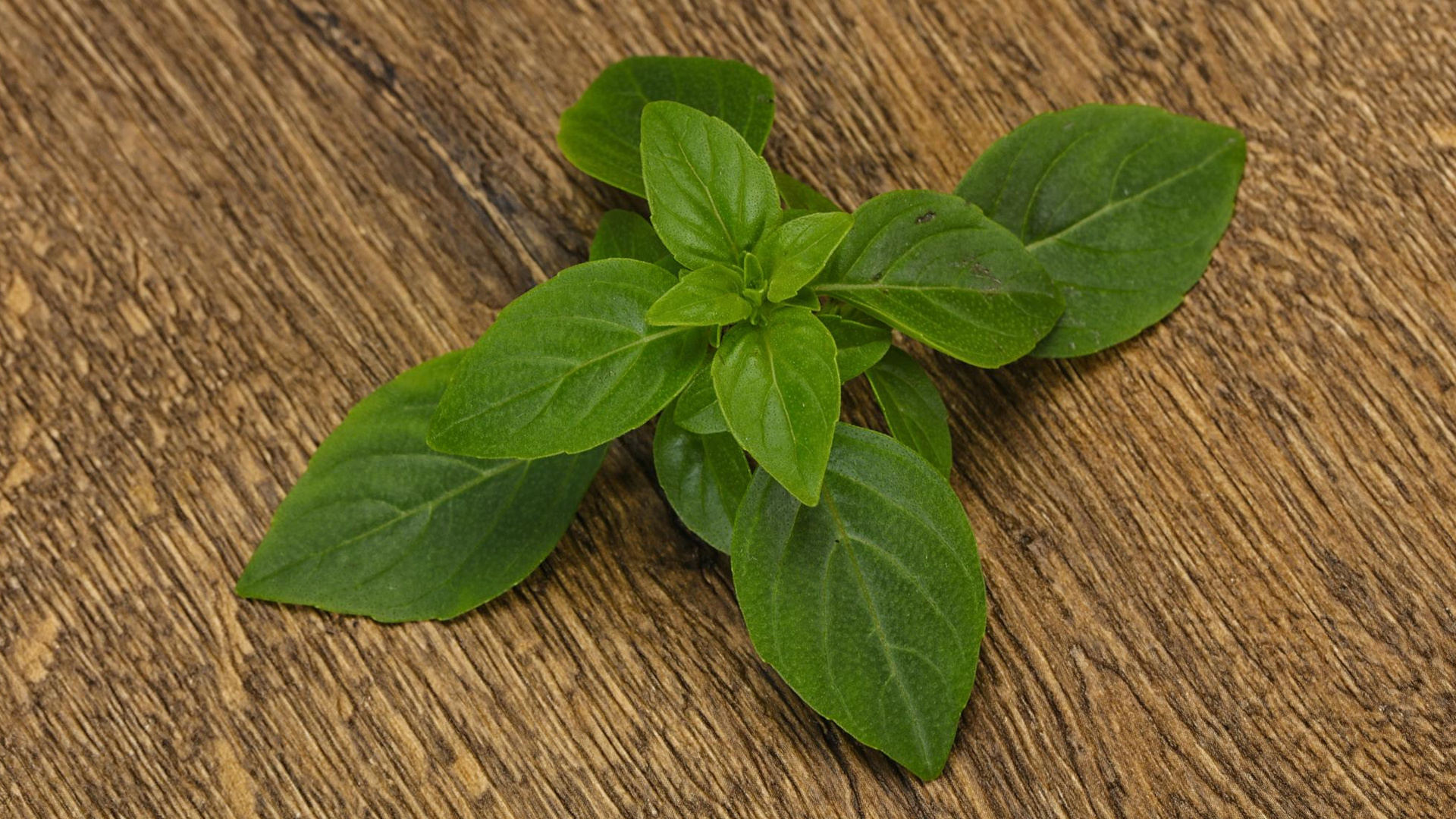 Can rabbits eat basil herbs?