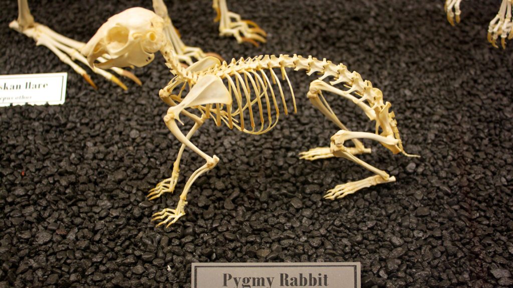 bones of rabbit.