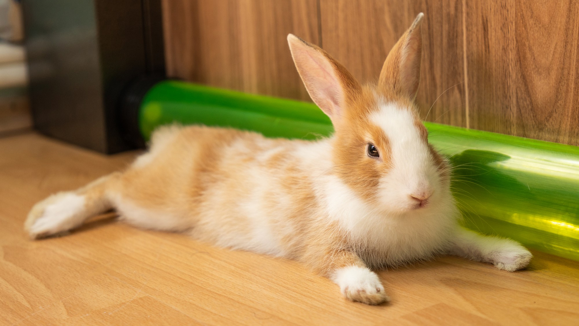 Can Rabbits Eat Chives?