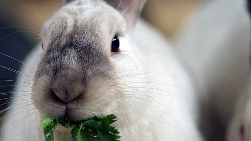 Bunny eating cilantro leaves.