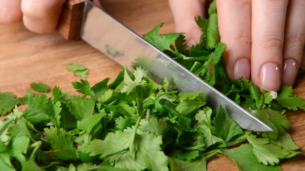 Chopping cilantro into smaller pieces.