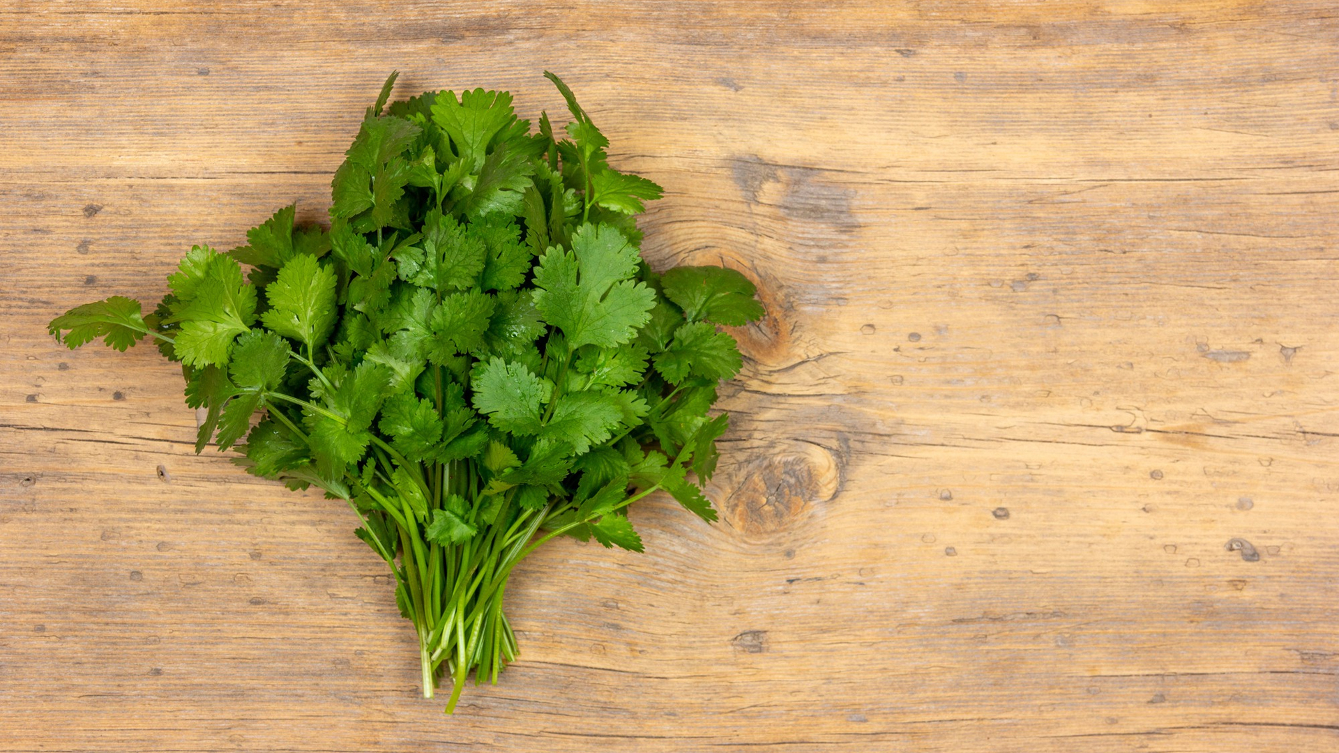 Can Bunnies Have Cilantro?