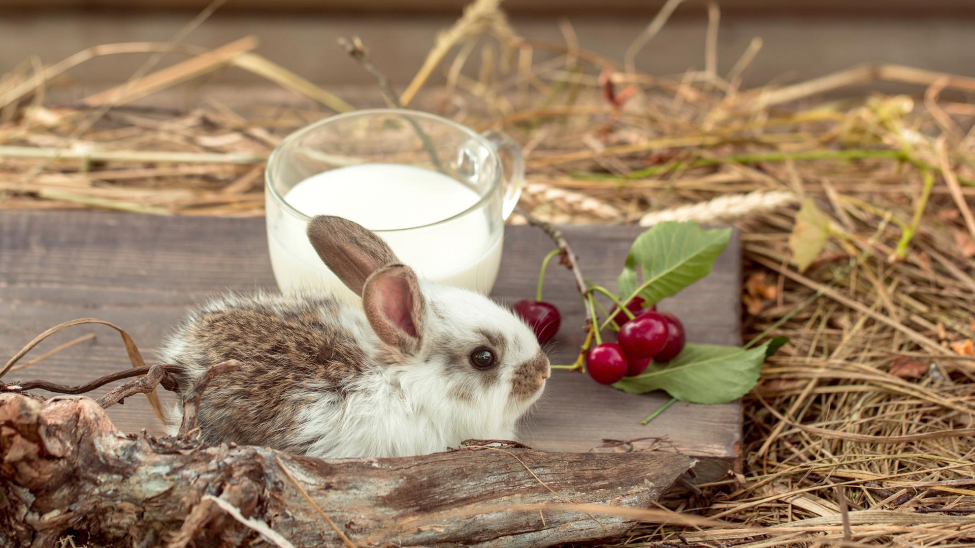 Can rabbits have dairy products?