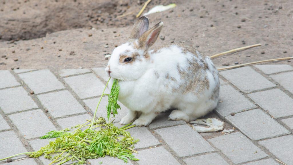 Do not overfeed your rabbit with dill.