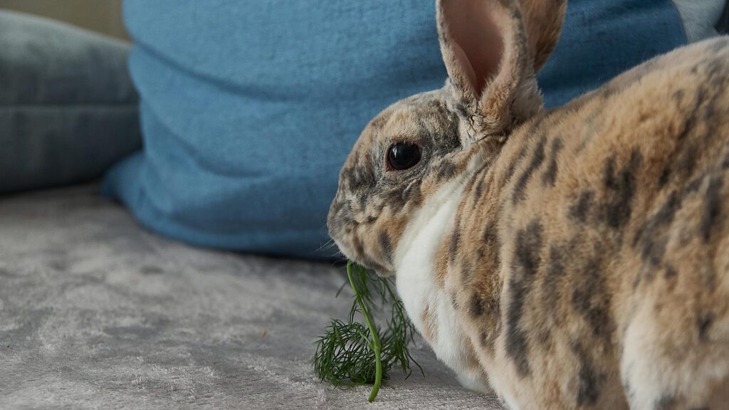 Dill For Bunnies: Can Rabbits Eat Dill & Other Herbs?