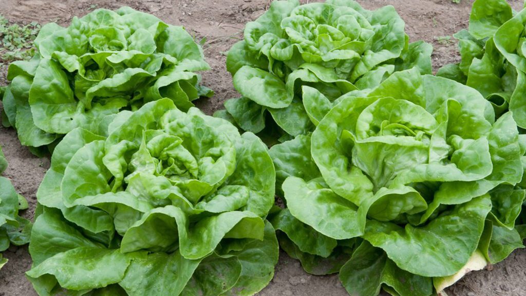 Butterhead for iceberg