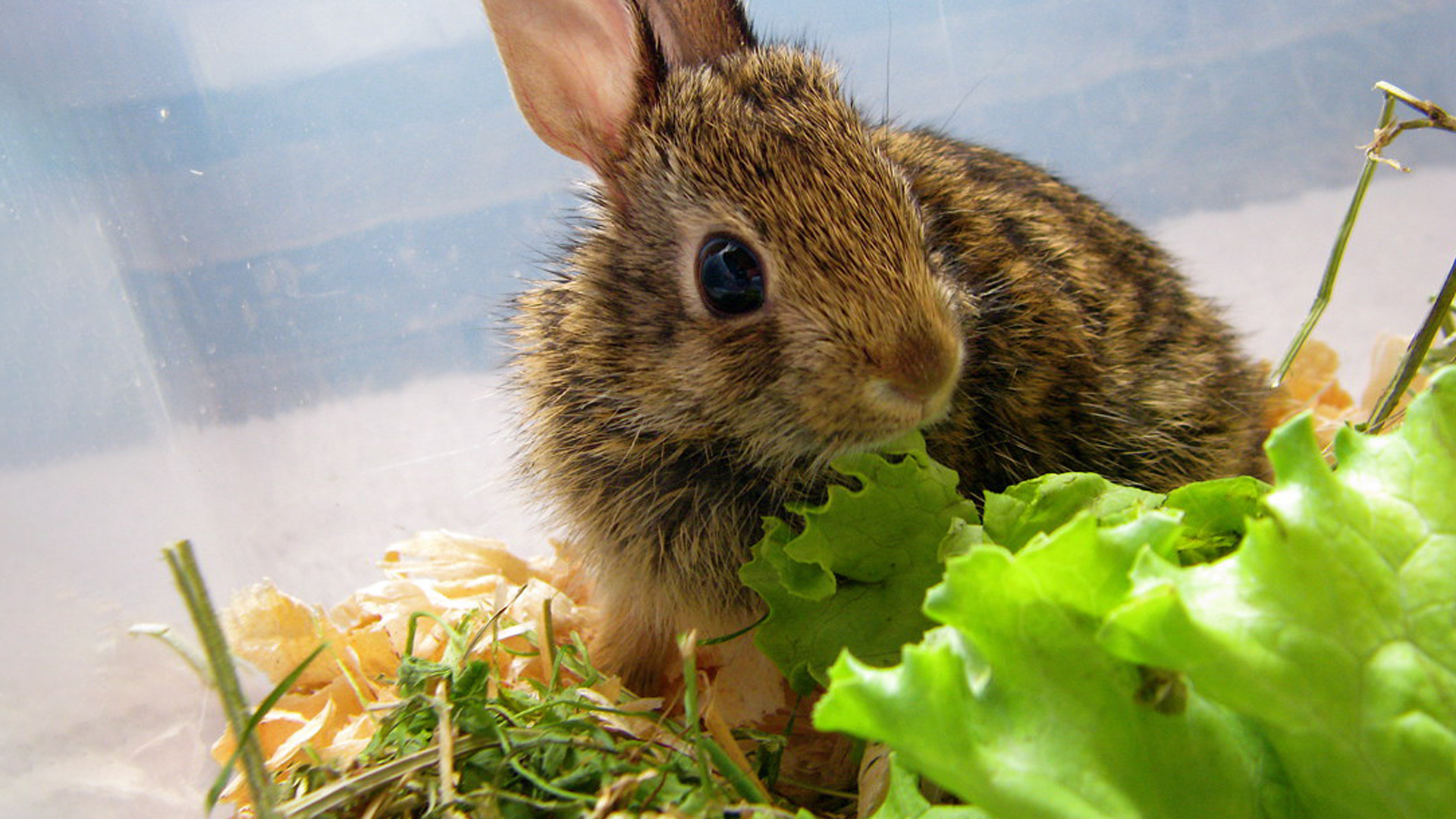 Can bunnies eat iceberg lettuce?