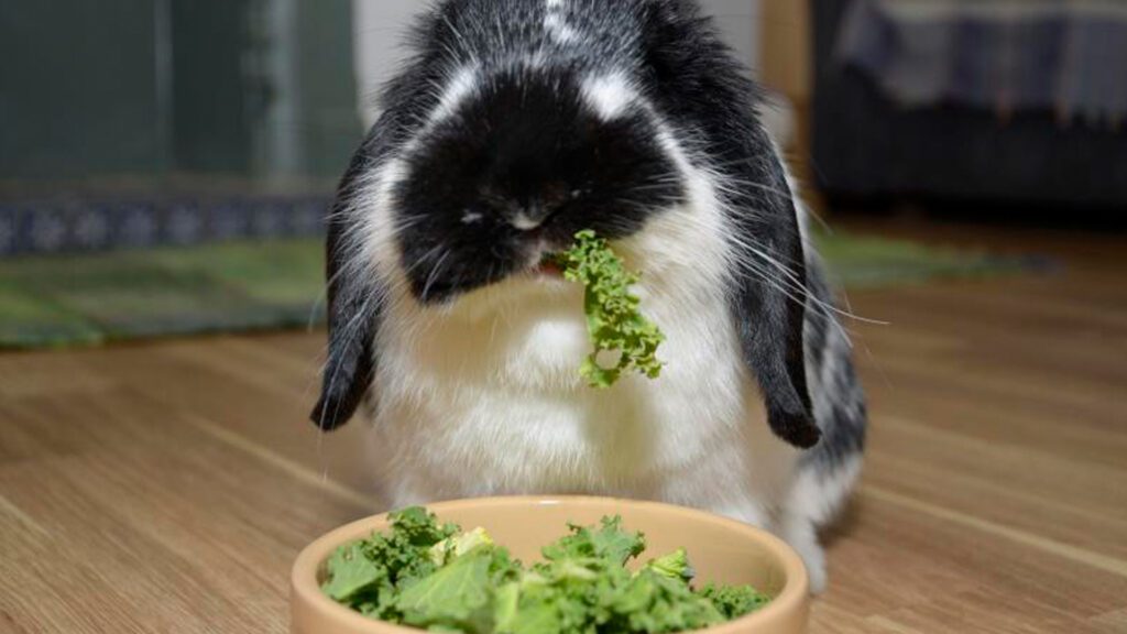 Butterhead alternative for Iceberg lettuce for bunnies to eat.