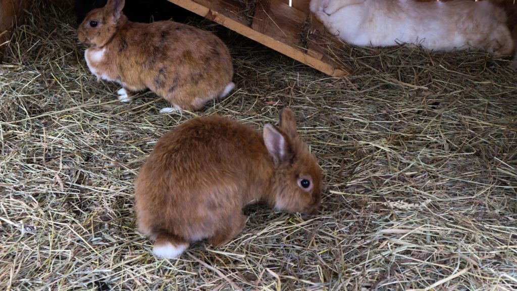 Meadow hay for rabbits.
