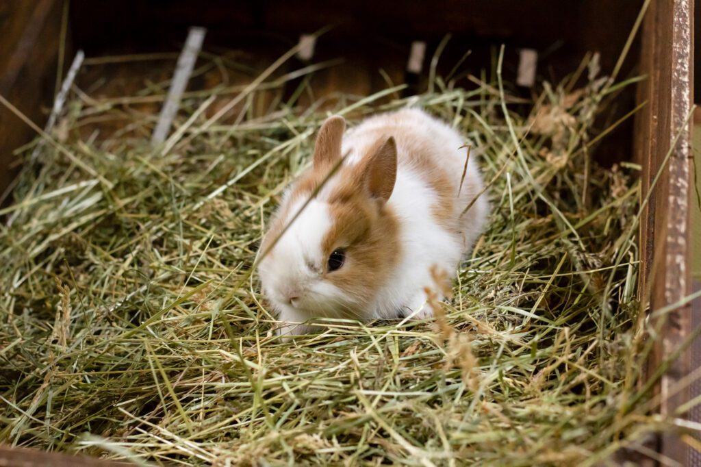 Timothy Hay for your rabbit.