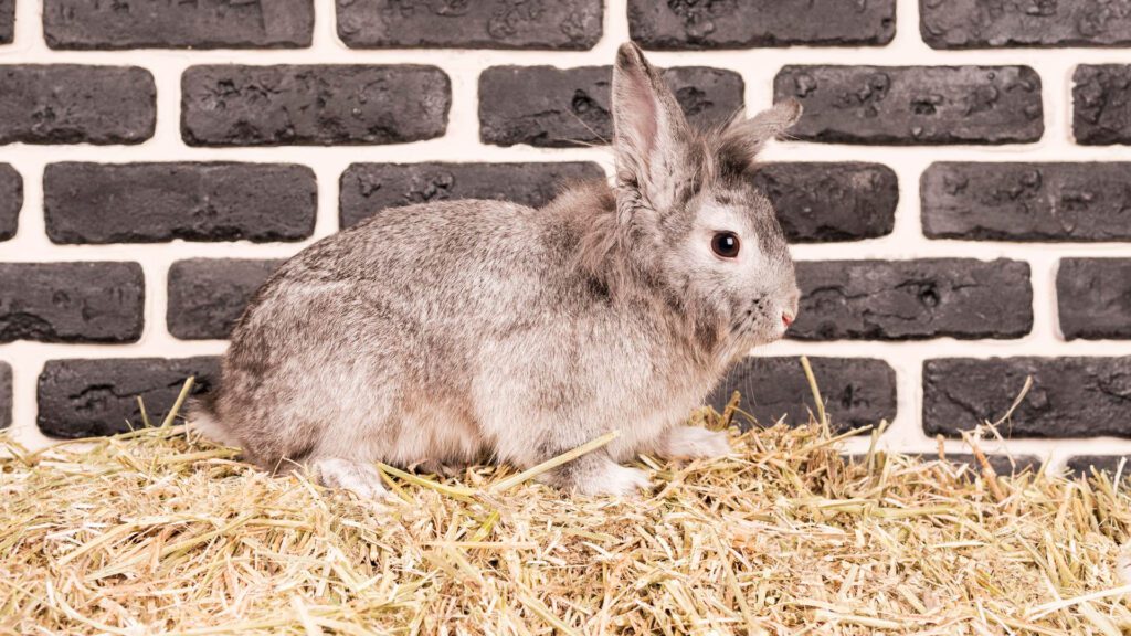 Oat hay for your rabbit.