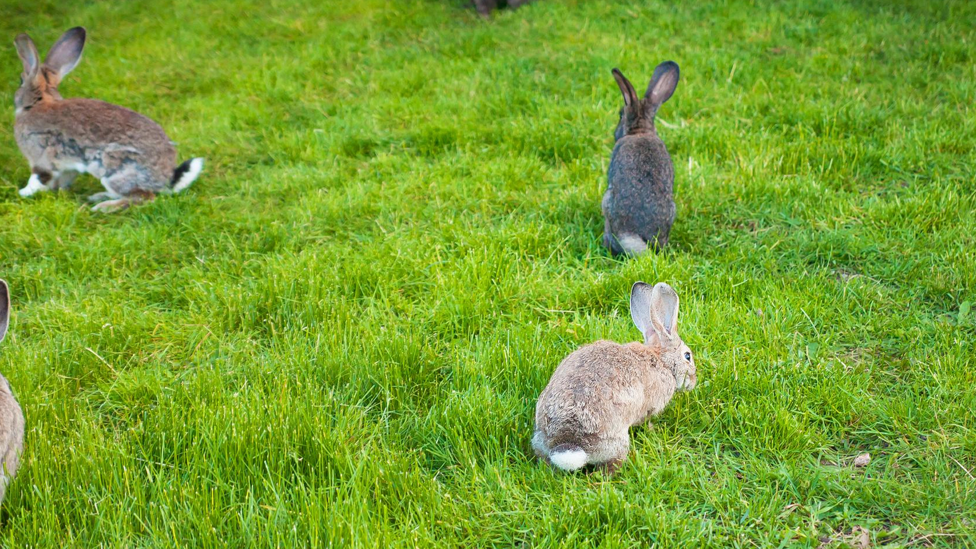 Getting Rid of Rabbit Infestation.