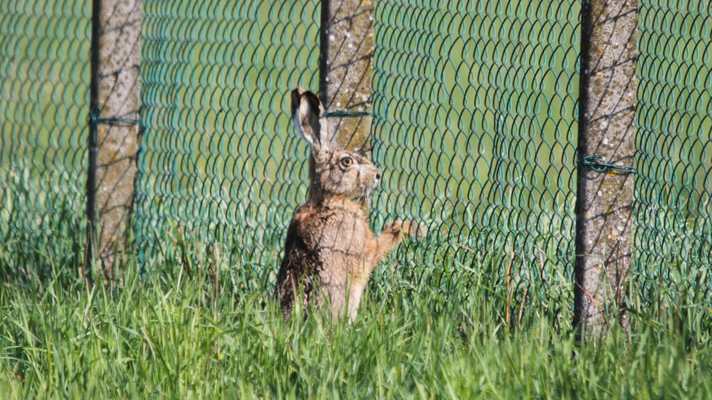 Install fence to stop rabbits getting in.