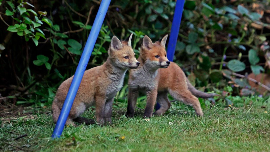 Foxes are natural rabbit predators which can destroy rabbit burrows.