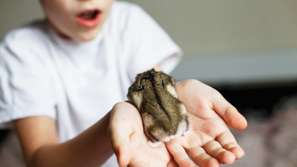 Holding your hamsters can bite your fingers.
