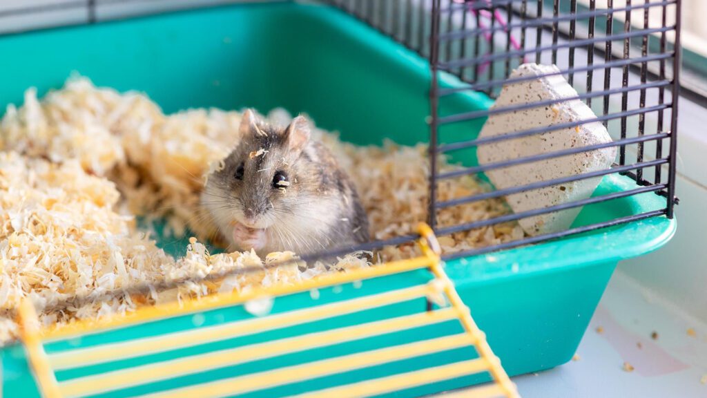 Hamsters to settle down in their new cage.