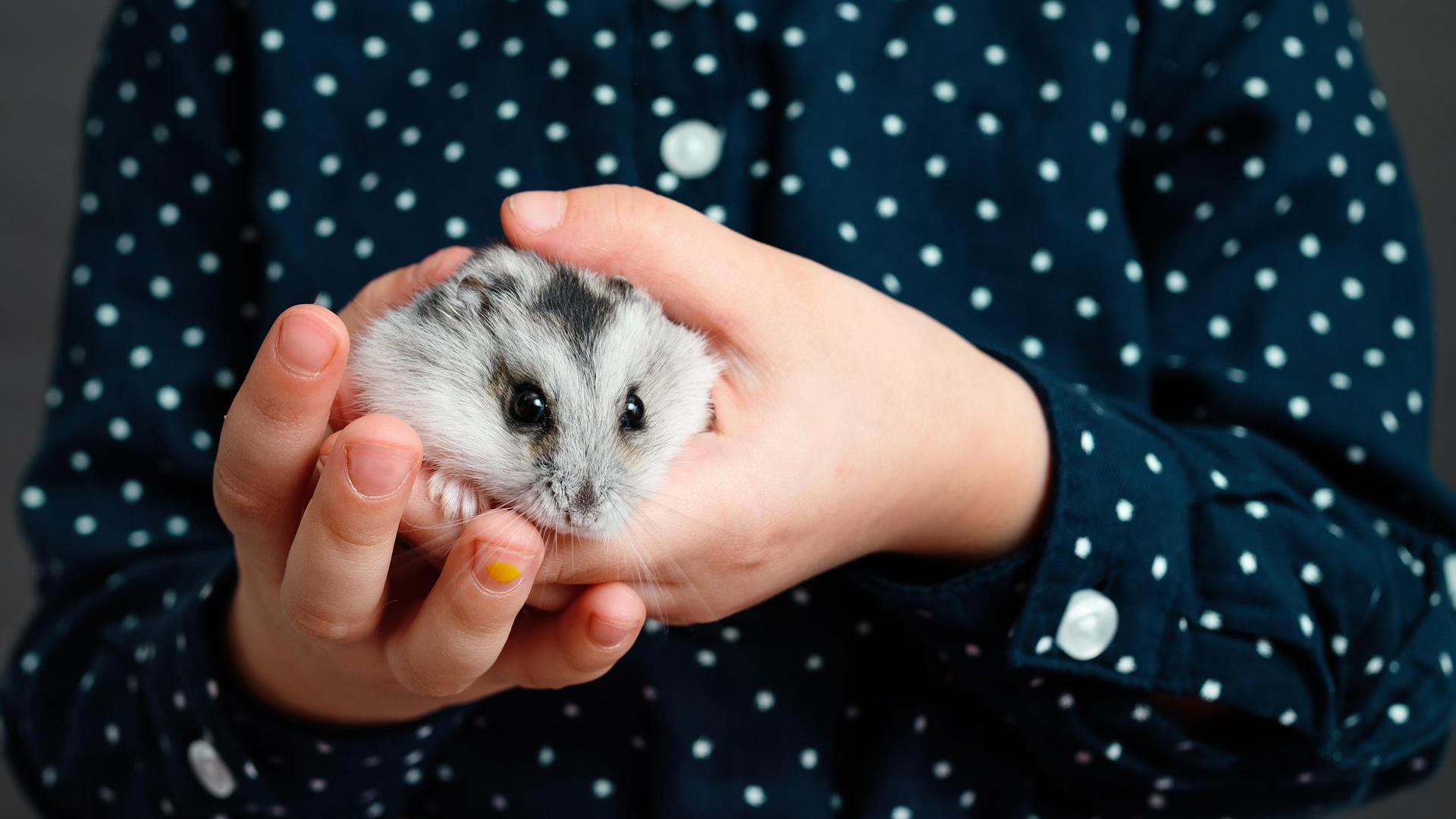 Do hamsters like to be held?