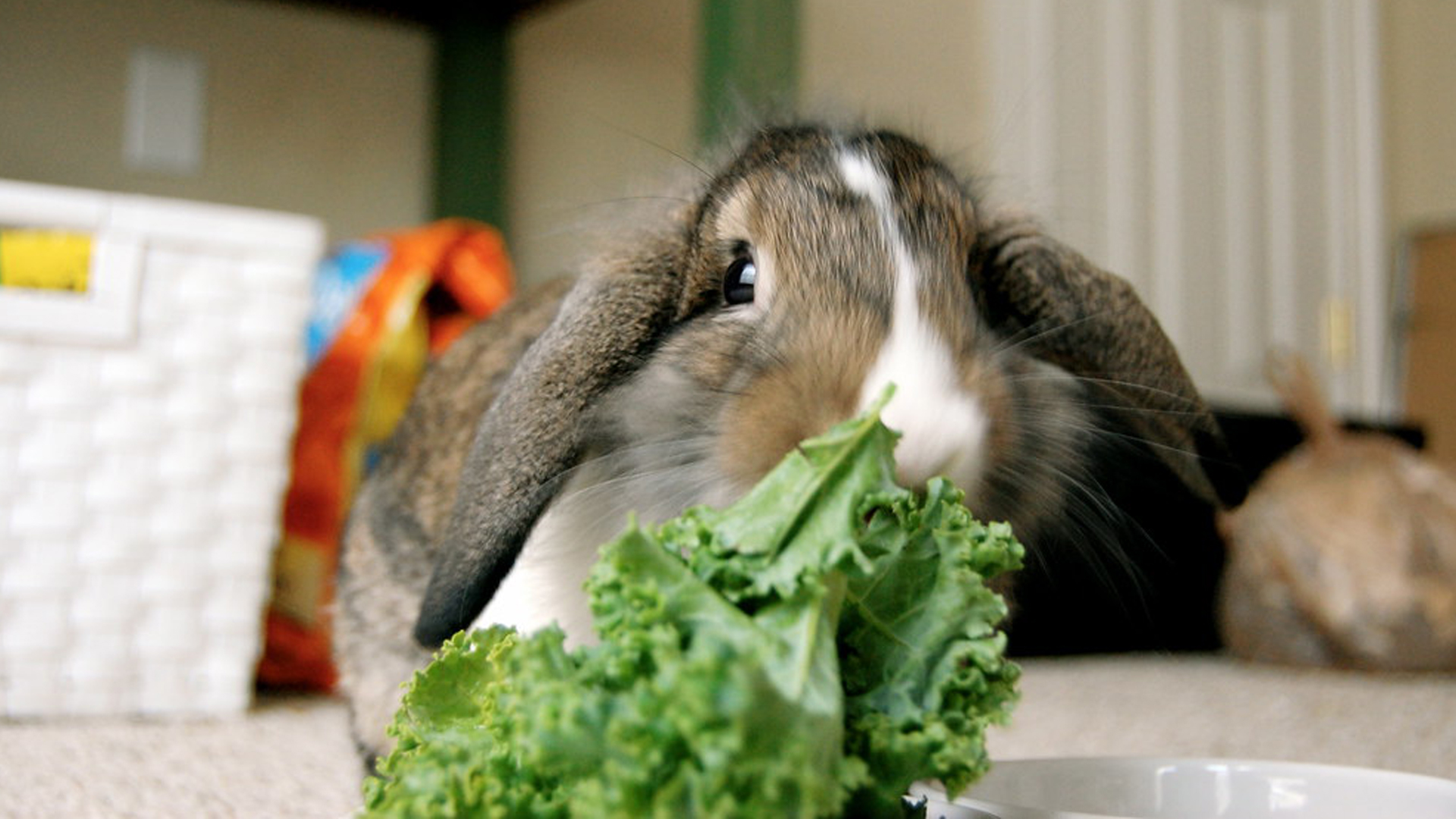 Can bunnies eat kale?