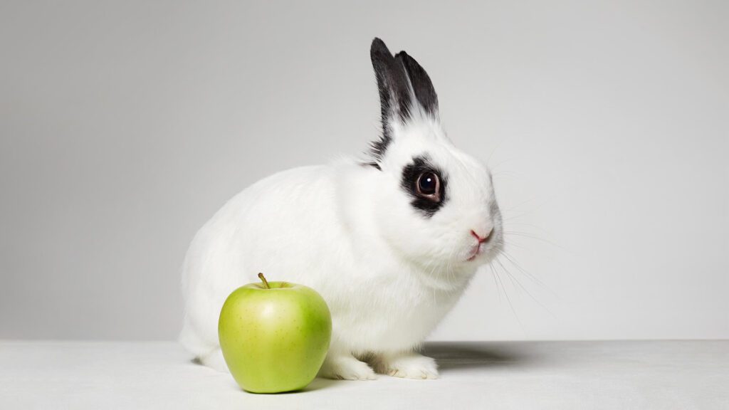 Rabbits can also eat apples.