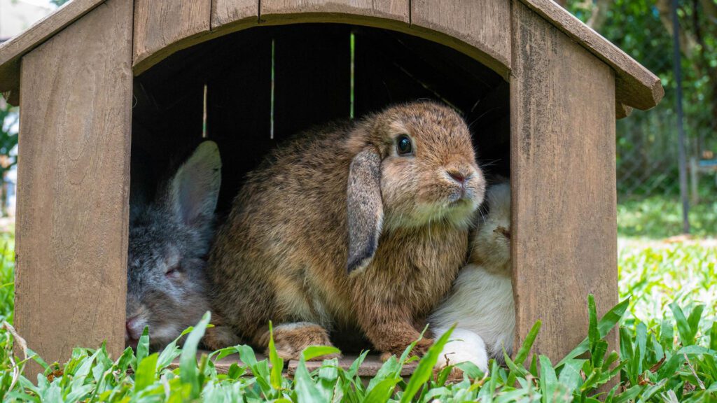 How much kiwi can a rabbit eat?