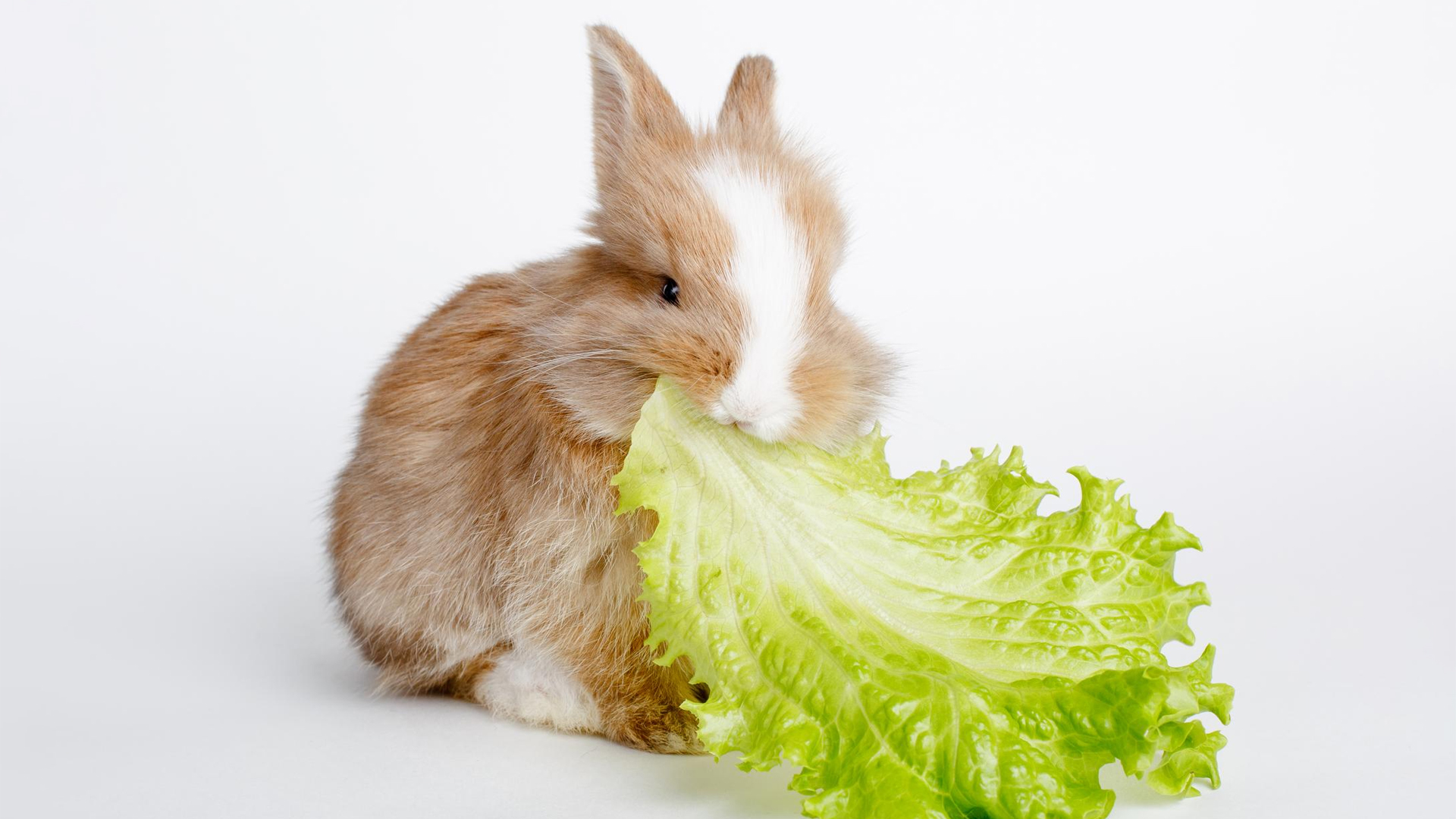 Can rabbits eat lettuce?