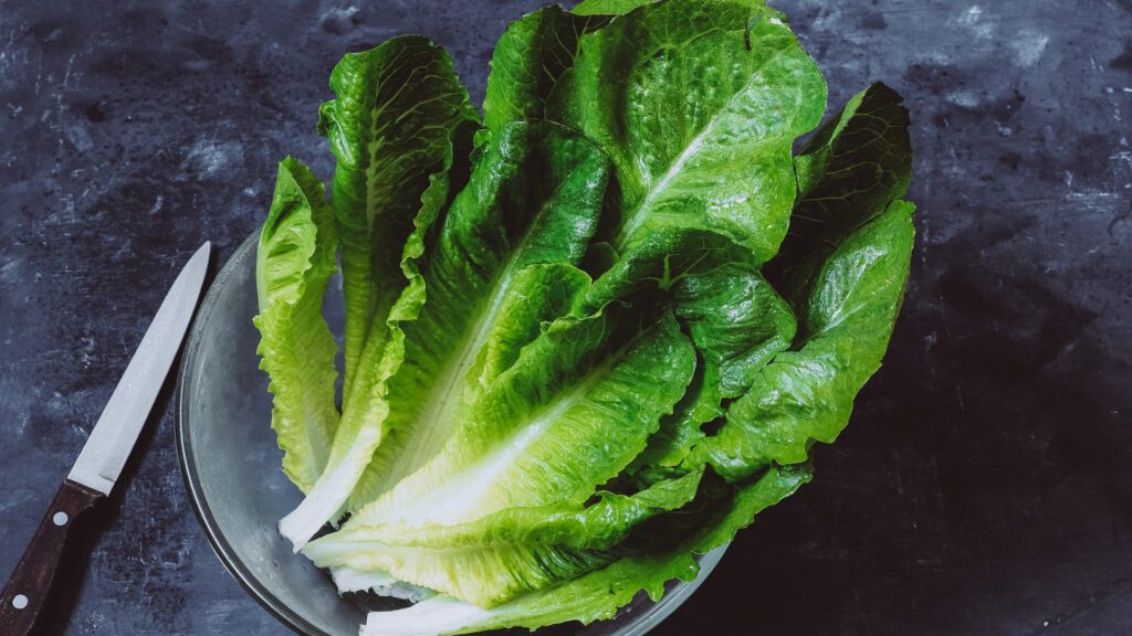 Romaine Lettuce For rabbits to eat.