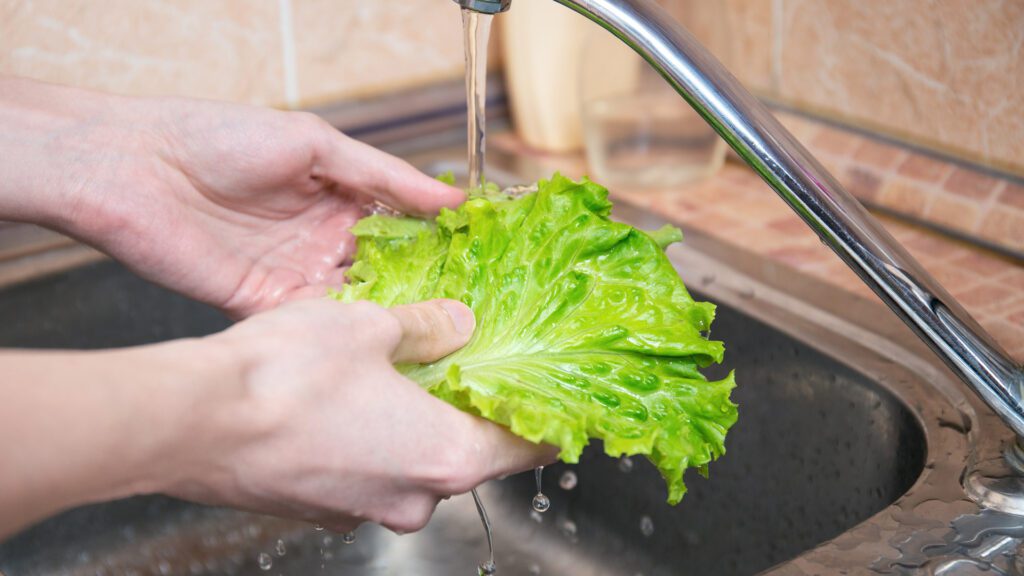 Wash lettuce before giving your rabbit to eat.