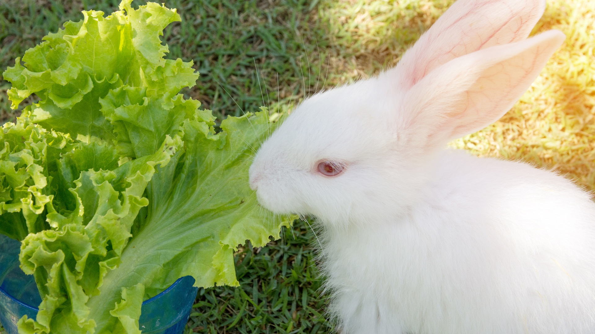 Can Rabbits Eat Lettuce Vegetable?