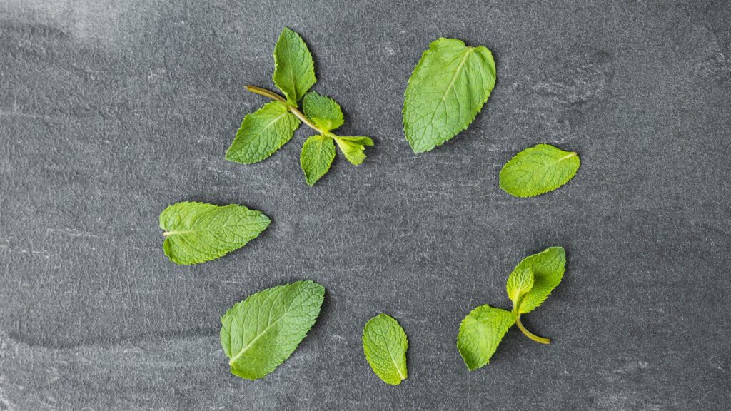Types of mint leaves.