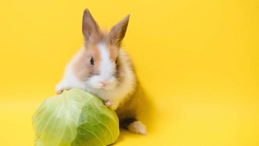 Alternative of mushroom for rabbits to eat.