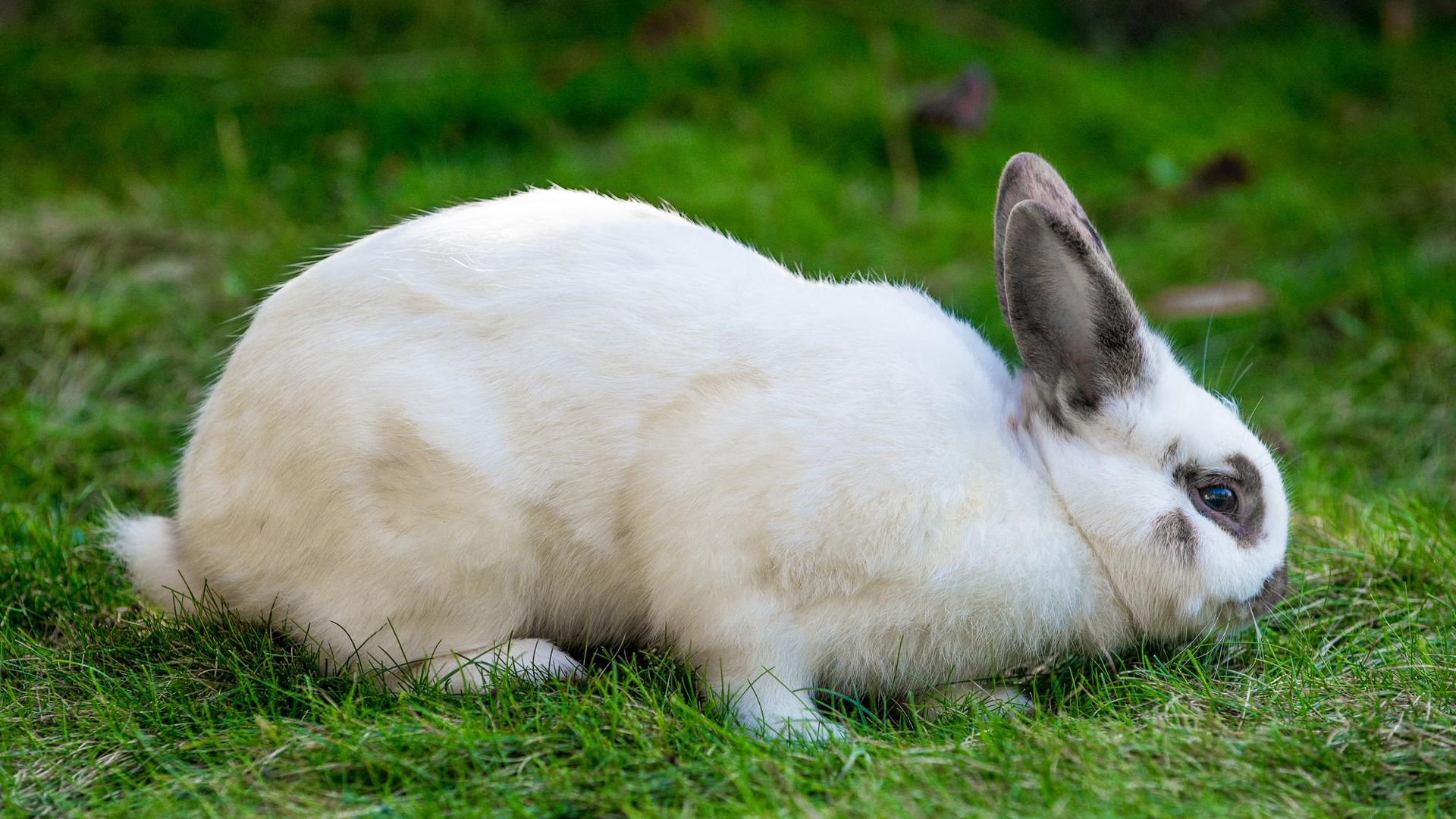 can rabbits have mushrooms?