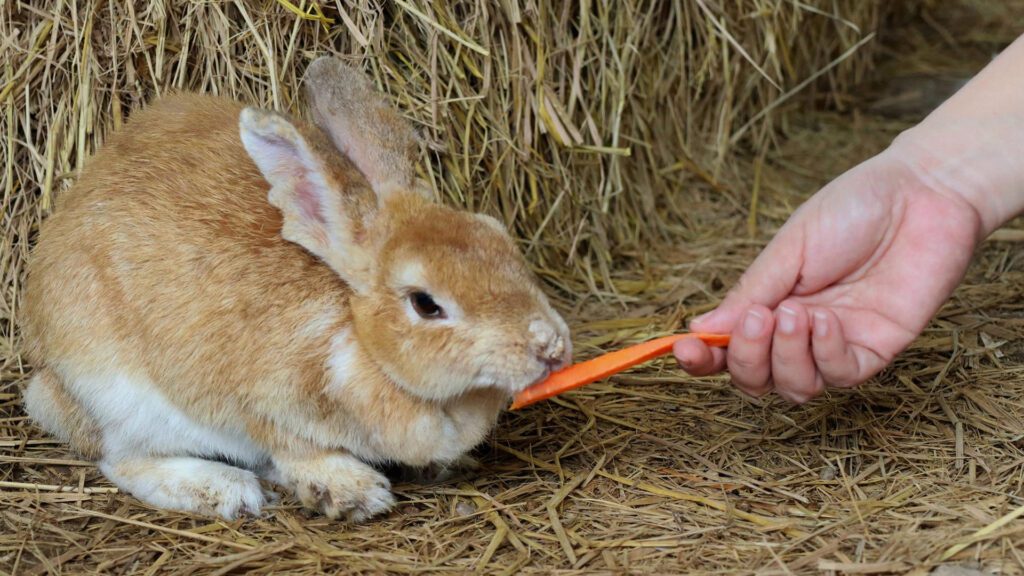 Give your rabbit carrots as onions are a big no.