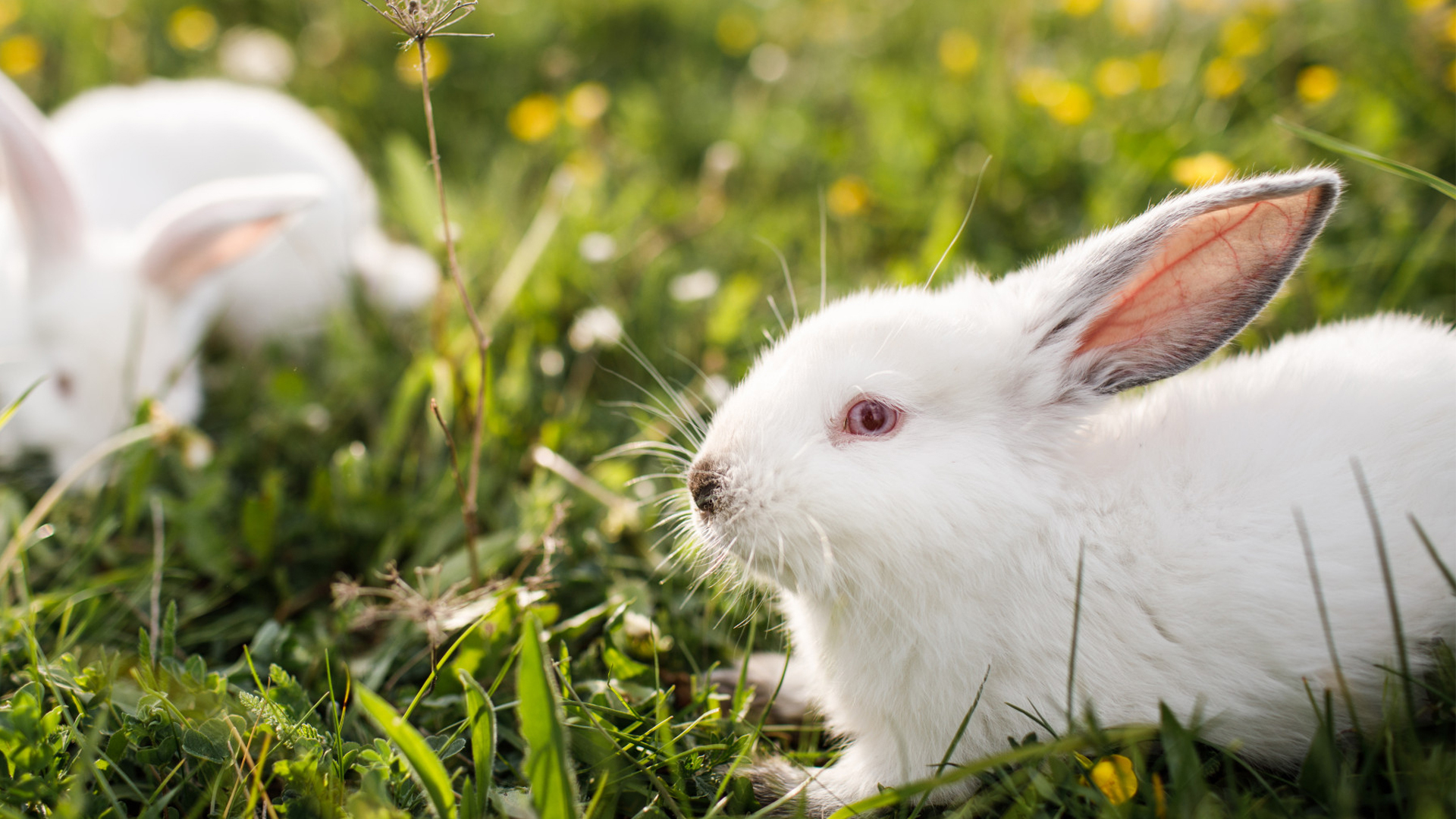 Can Rabbits Eat Onions?