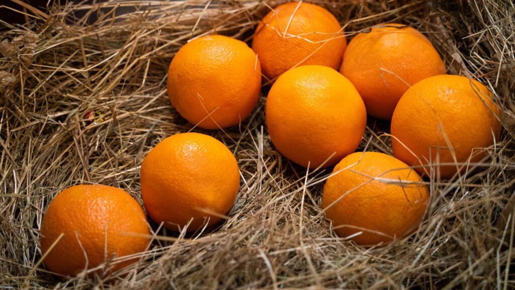 Can Rabbits Eat Oranges?