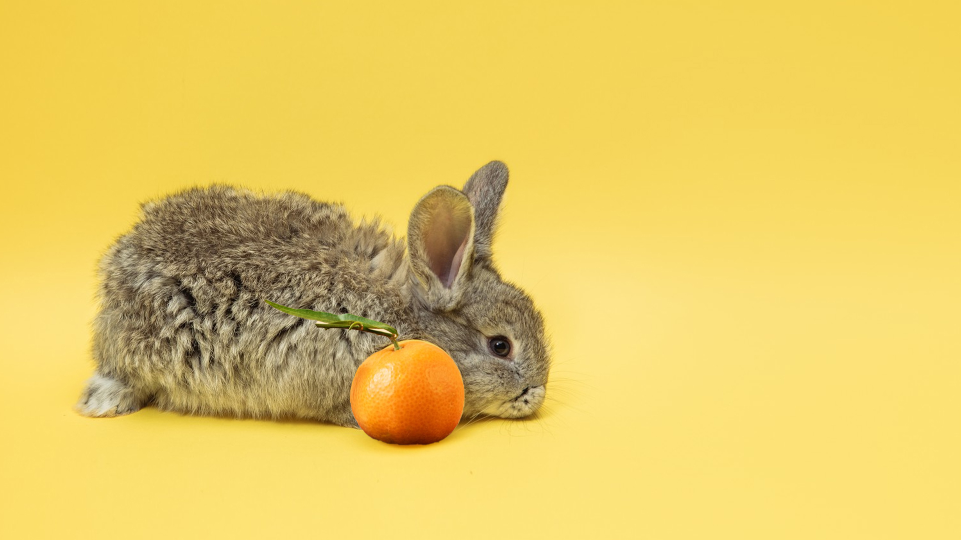 Rabbits With an Orange.