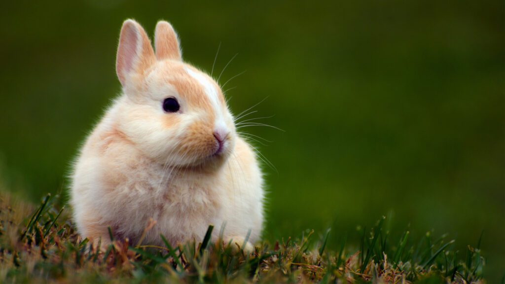 Nutrients in peaches for bunnies.