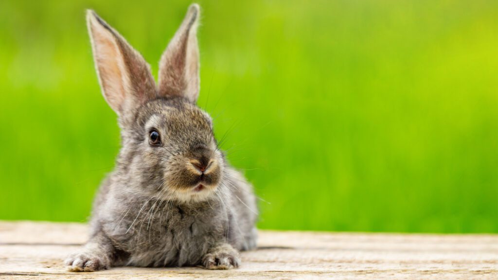 Can your Rabbit eat peas?
