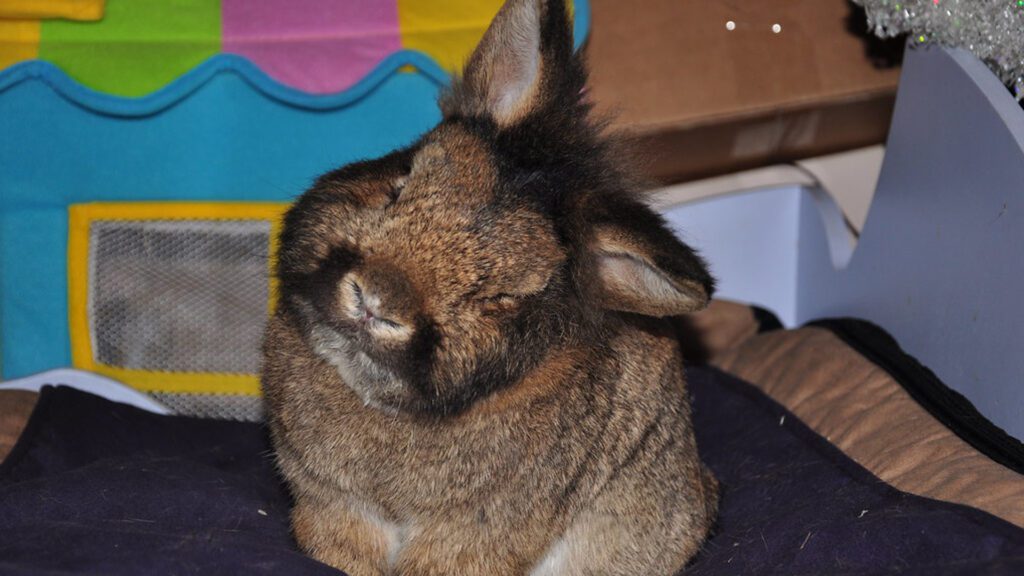 Rabbit having ear mites problem.
